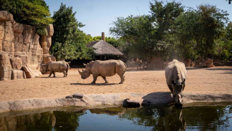 Rinocerontes en la sabana africana de BIOPARC Valencia.  EPDA
