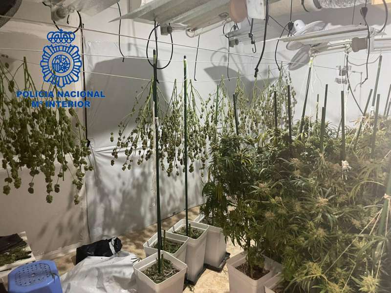 Imagen del cultivo de marihuana facilitada por la Policía Nacional. /EFE