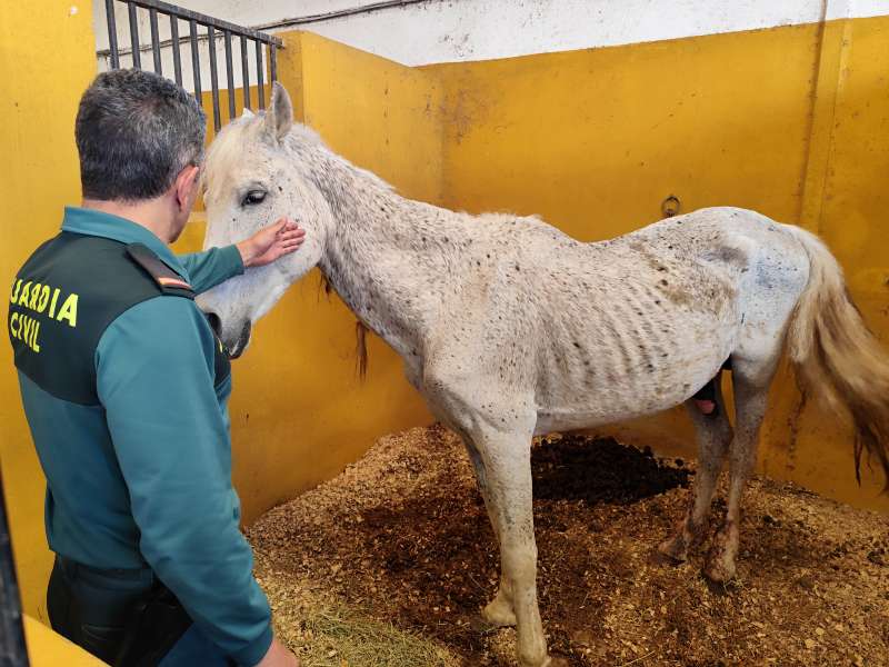 El Ayuntamiento de la localidad se hizo cargo de la custodia y cuidado de los animales a travs de un veterinario especialista. EPDA