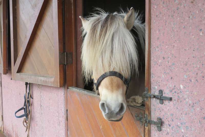 Un caballo en el interior de una cuadra. EFE/Archivo