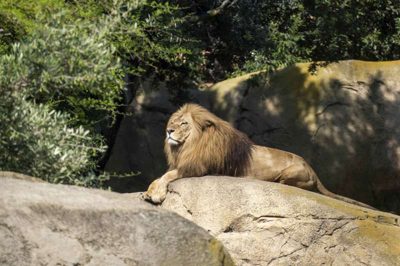 Día Mundial del León en BIOPARC Valencia./EPDA