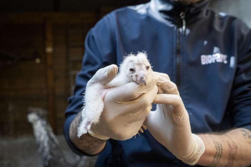 Imagen facilitada por Bioparc.  EPDA
 