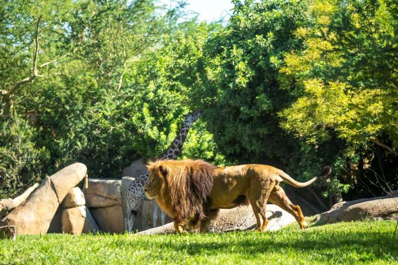 BIOPARC Valencia.  EPDA 
