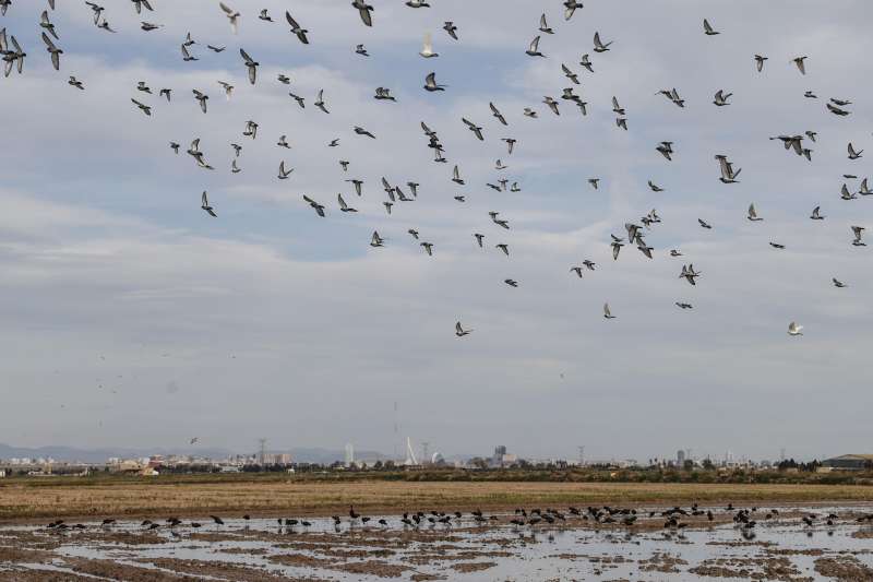 Un grupo de aves se alimenta en unos campos del parque natural. EFEManuel Bruque
