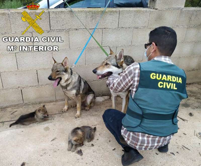 Un agente de la Guardia Civil con dos de los perros sustraídos.