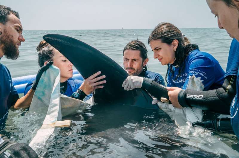 Imagen cedida por la Fundacin Oceanogrfic de la asistencia, en la playa de Cullera, a una manta de 2,2 metros que se ha quedado varada dos veces en esa zona este viernes. EFE
