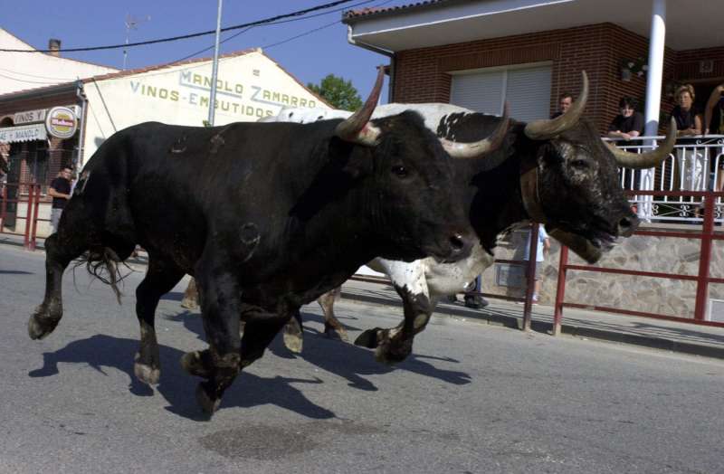 Encierro de vaquillas en una plaza de toros durante unos festejos tauribis. EFE/Manuel H. de León/Archivo

