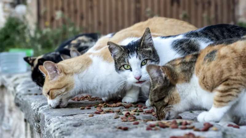 Una colonia felina.  EPDA