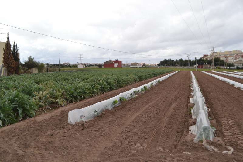 Imagen de uno de los campos de cultivo de la zona de Almàssera. EPDA