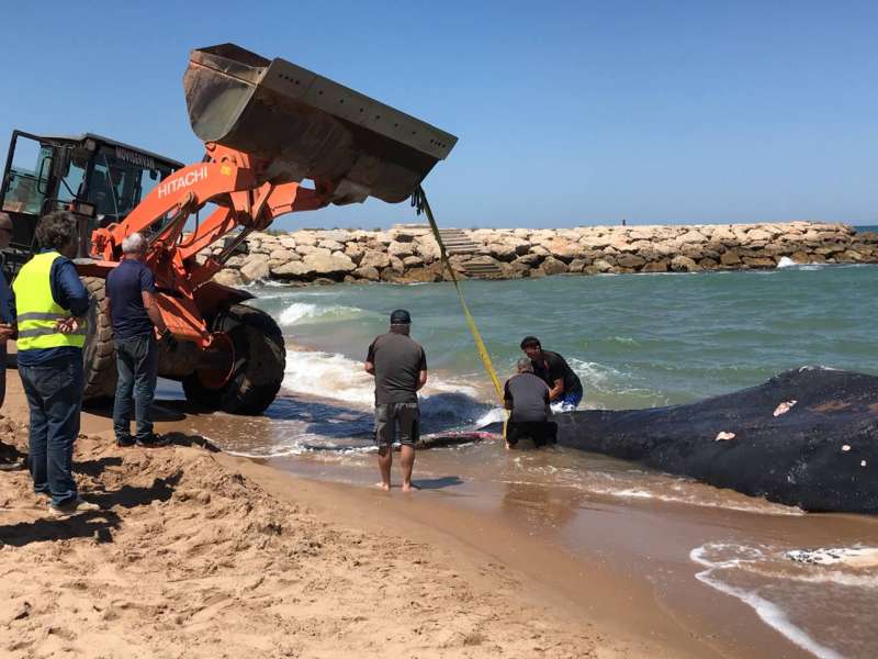 L?Ã rea de Medi Ambient de la DiputaciÃ³ coordina la retirada de la balena de Tavernes de la Valldigna. /EPDA