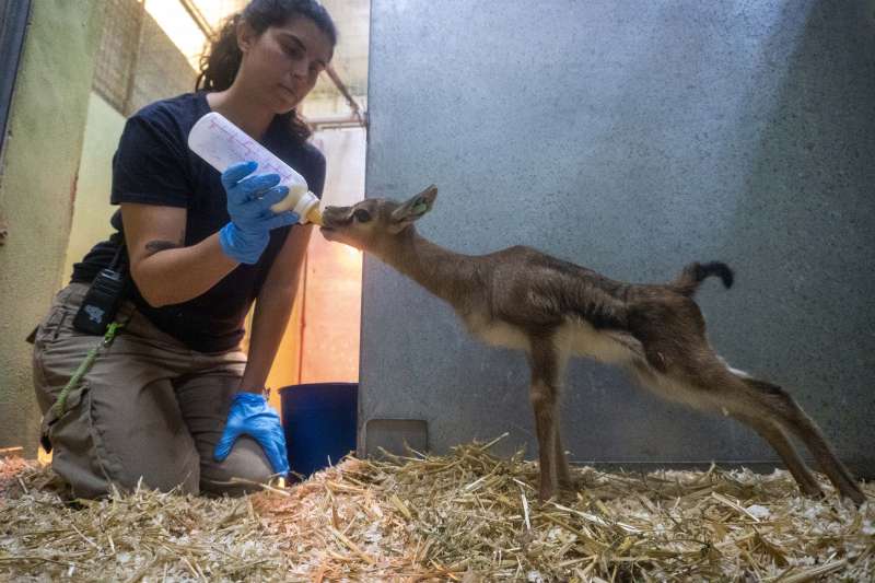 El equipo tcnico de BIOPARC alimenta con biberones a una cra de gacela Thomson en las instalaciones interiores. EPDA