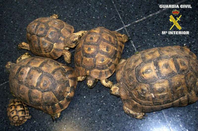 Imagen de archivo de la Guardia Civil de doce tortugas y dos lagartos intervenidos. Alicante. EFE
