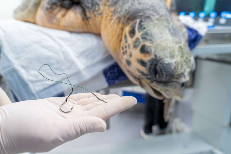 El anzuelo extraído del esófago de la tortuga./EPDA