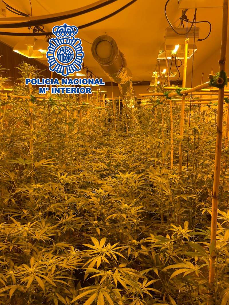 La plantación de marihuana incautada./EPDA