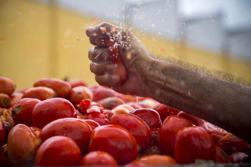 Un hombre estruja un tomate en los camiones preparados para la Tomatina de Buñol, en una edición anterior de esta fiesta. EFE/ Domenech Castelló/Archivo

