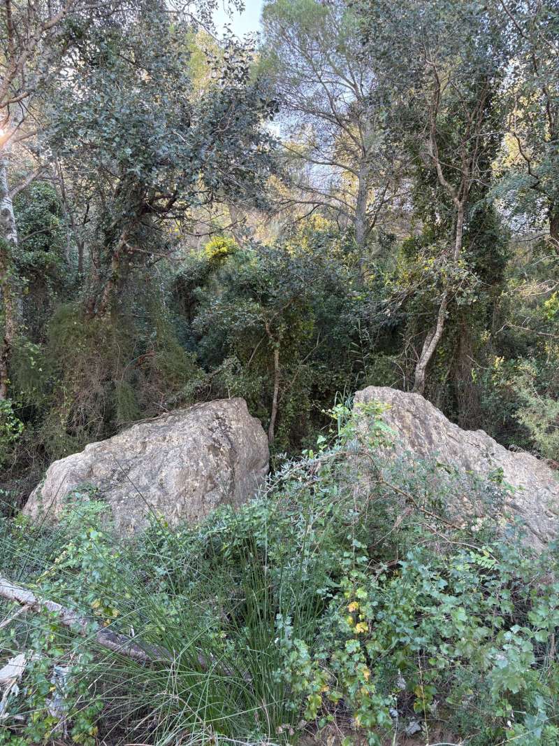 Rambla Castellana. 28-octubre-2025 .  EPDA