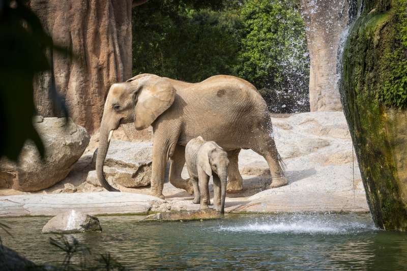 Elefantes, madre y cra, en la sabana africana de BIOPARC Valencia.EPDA