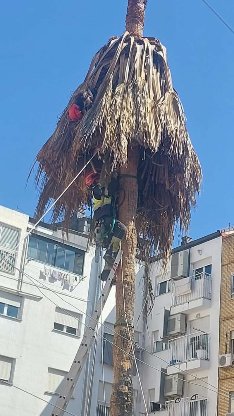Imagen facilitada por el Ayuntamiento de Valencia del operativo de rescate a un operario que sufri� un desvanecimiento mientras realizaba la poda de una palmera.  EFE
