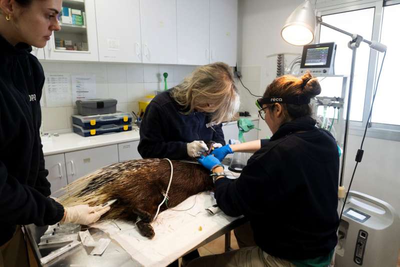 Equipo veterinario BIOPARC Valencia durante una intervenci�n a un puercoesp�n sudafricano.  EPDA