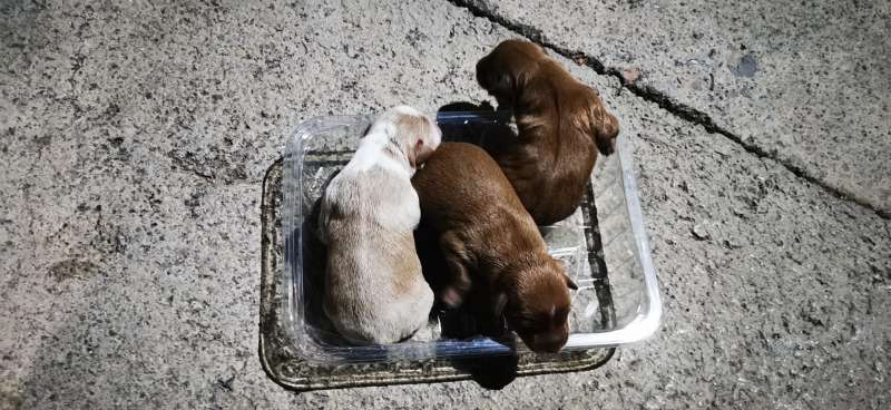 Los cachorros abandonados, con deshidratación. EPDA.