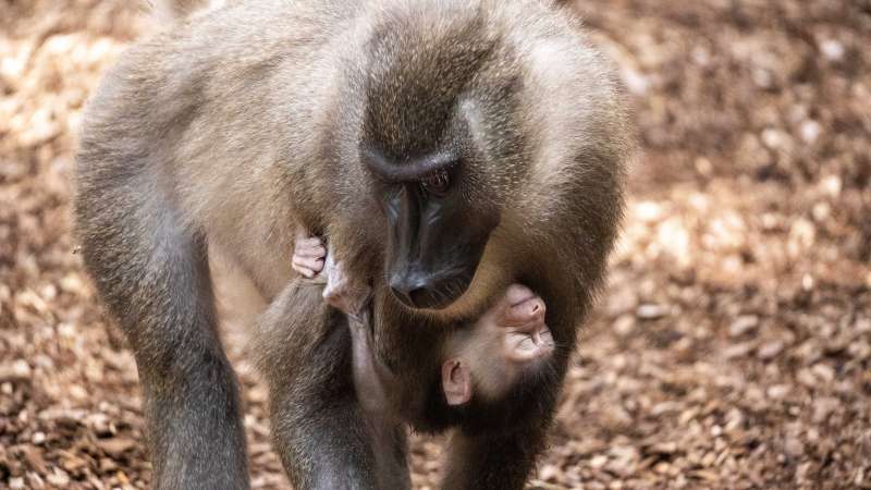 Nace una cra de dril en la selva de BIOPARC Valencia.EPDA