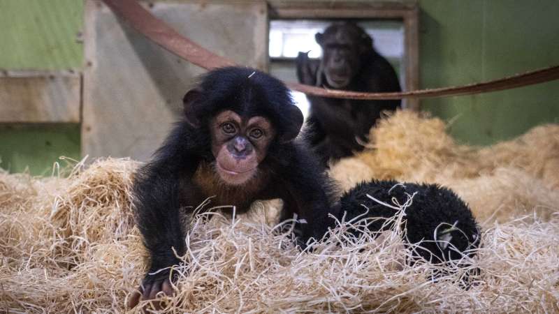 Emocionante reencuentro con su madre del chimpanc nacido en BIOPARC Valencia.EPDA